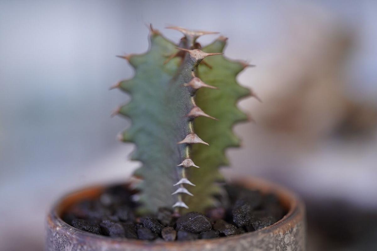 Euphorbia Canariensis Mana S Green 塊根植物販売 マナズ