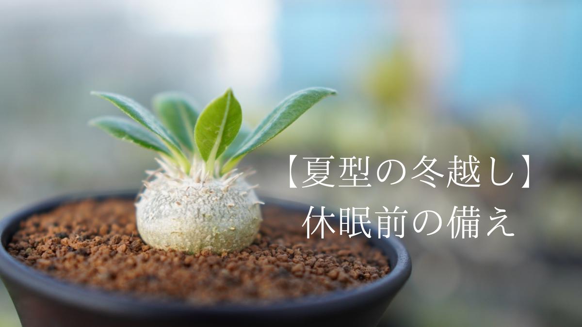 夏型の冬越し 休眠前の備え Mana S Green 塊根植物販売 マナズグリーン 夏型の冬越し 休眠前の備え Mana S Green 塊根植物販売 マナズグリーン