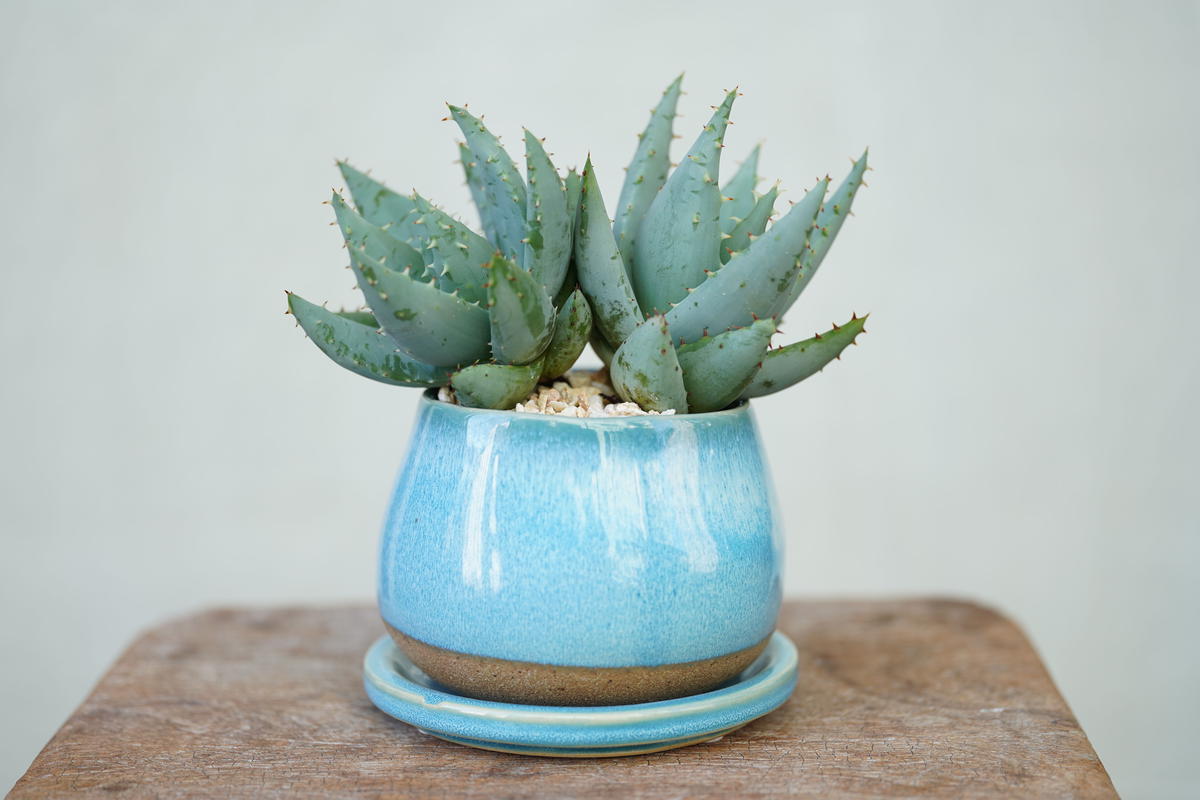 Aloe Peglerae Mana S Green 塊根植物販売 マナズグリーン