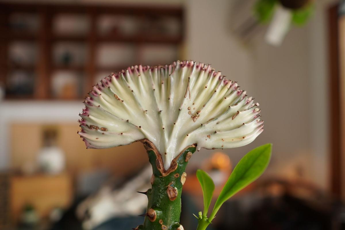 ユーフォルビア ラクテア マハラジャ Euphorbia Lactea F Crist