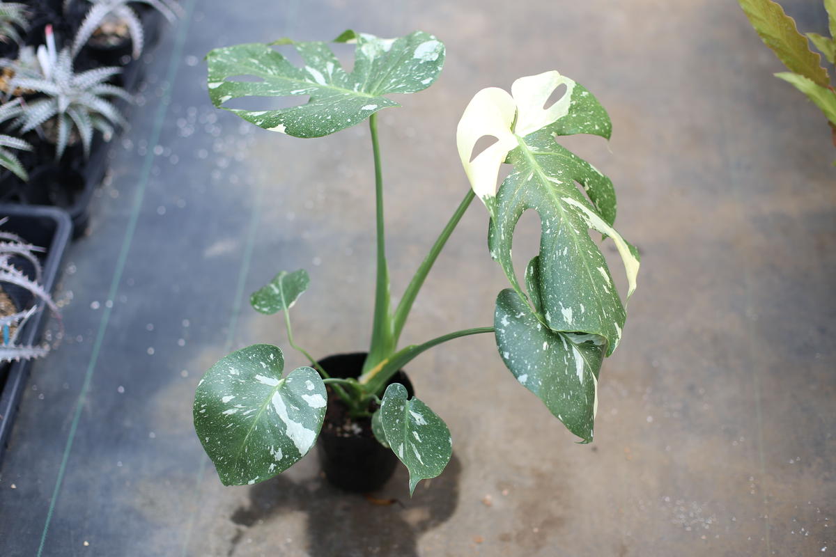 斑入りモンステラ Mana S Green 塊根植物販売 マナズグリーン