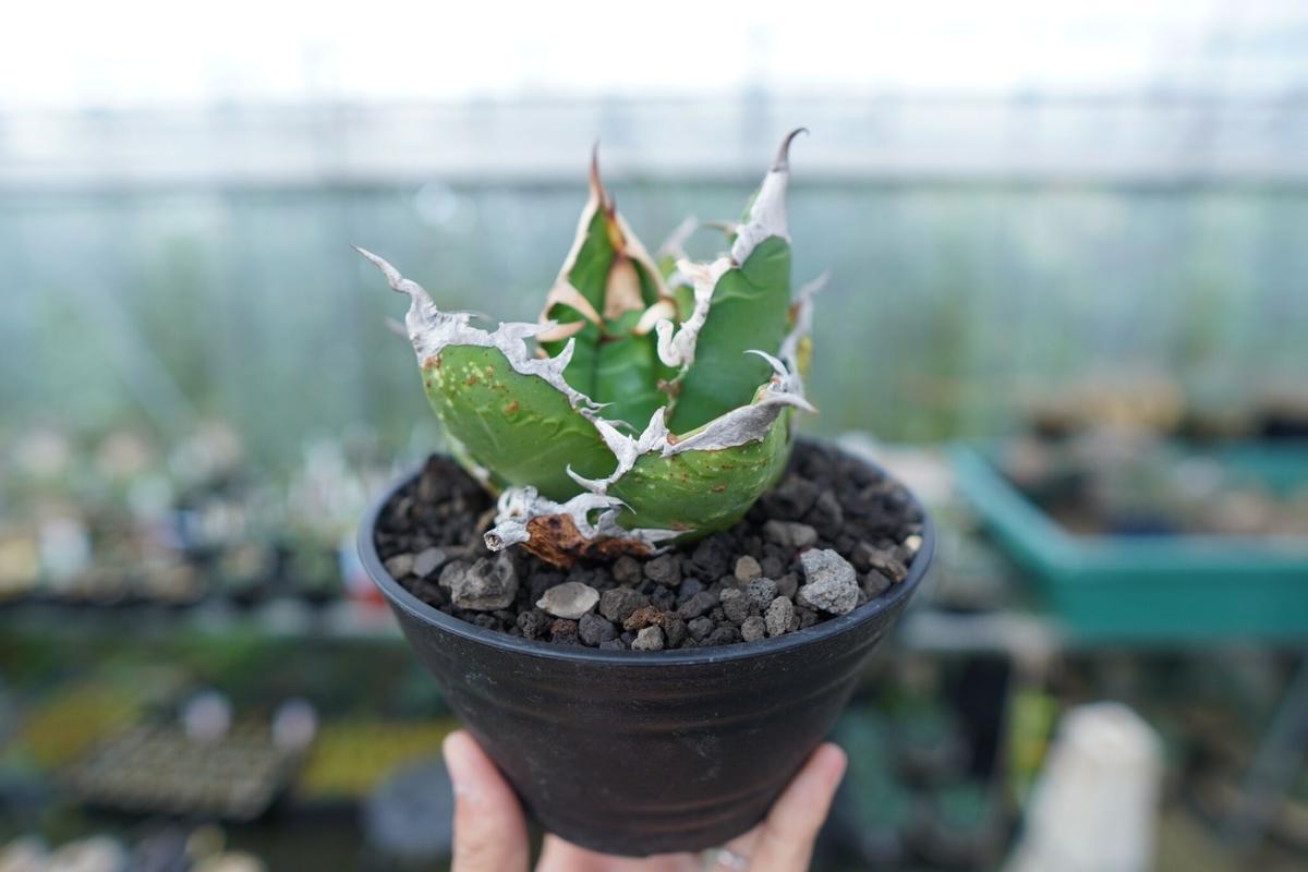 アガベ チタノタ ゴジラ agave titanota godzilla | mana's