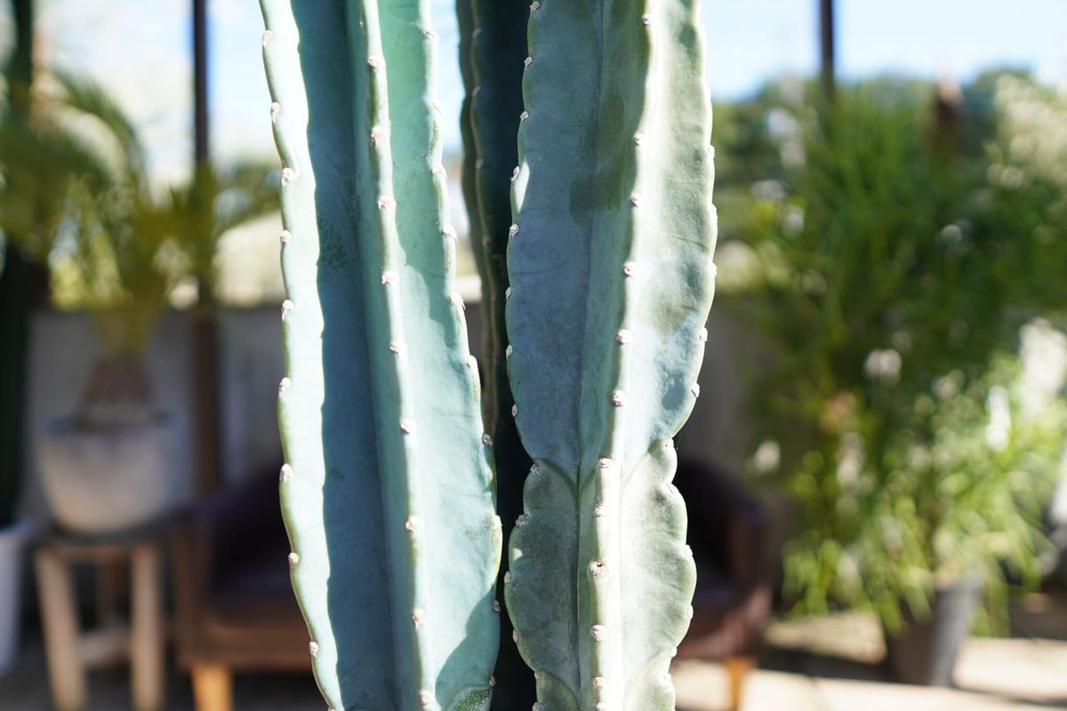 柱サボテン Mana S Green 塊根植物販売 マナズグリーン