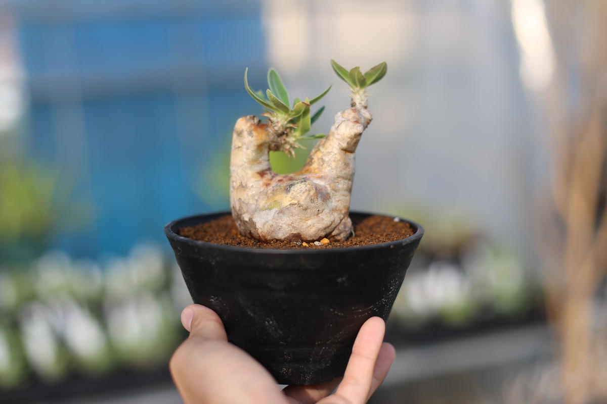 パキポディウム デンシフローラム Mana S Green 塊根植物販売 マナズグリーン