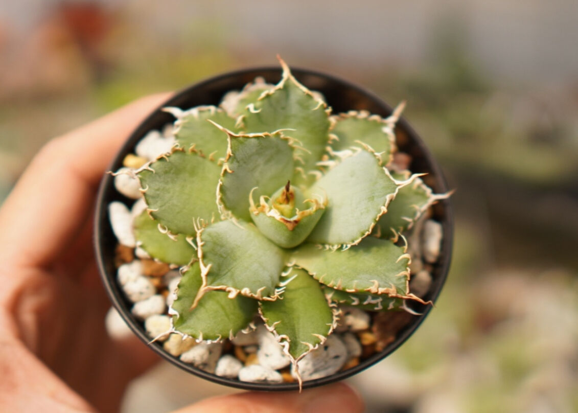 定期入れの アガベ チタノタ B Titanota Agave ダブルヘッド フィリグリー 植物 観葉植物