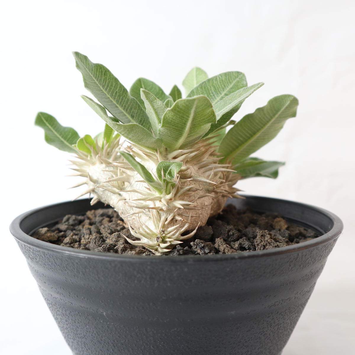 現品】パキポディウム エブレネウム 6号 【公式通販】