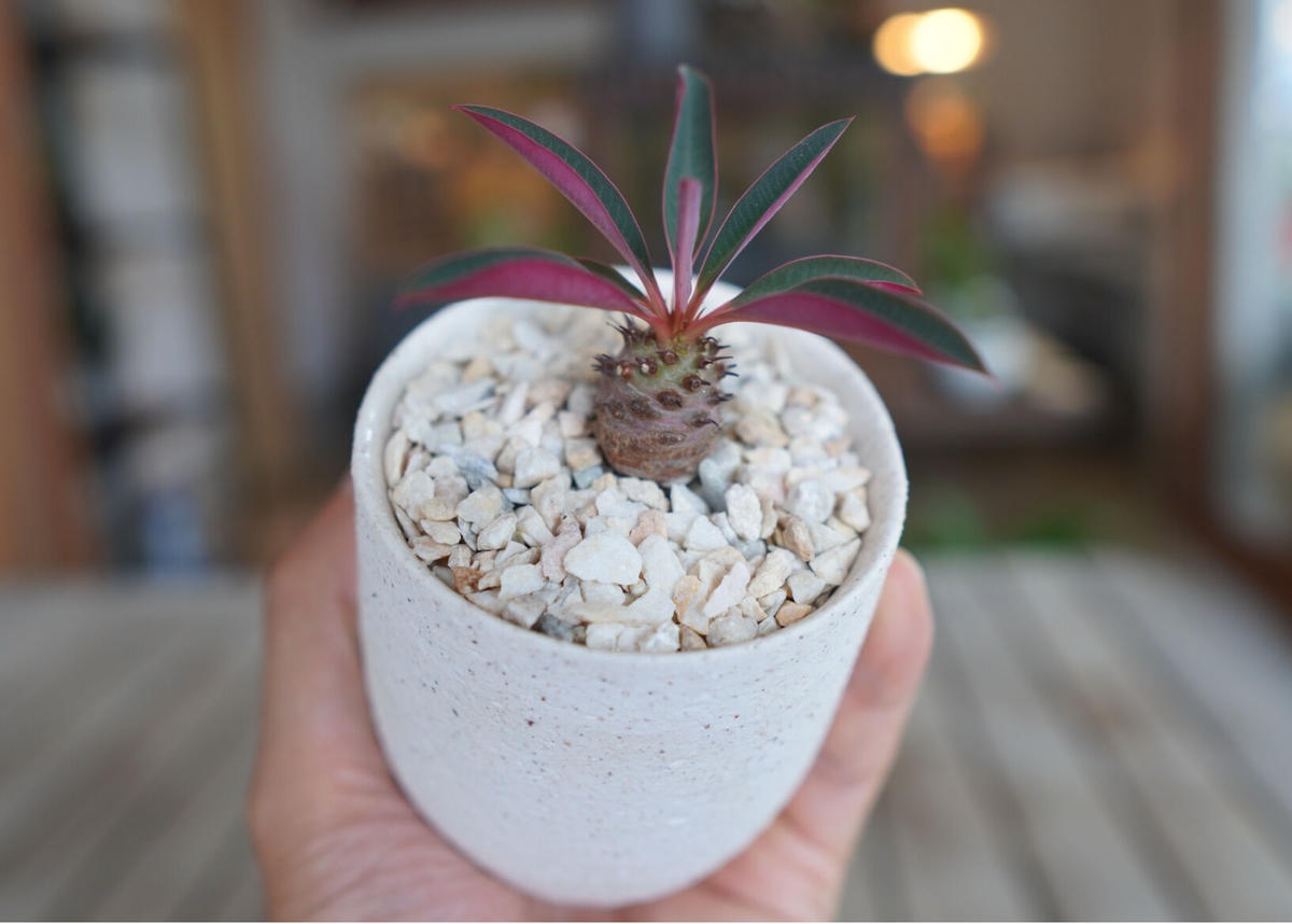 ユーフォルビア パキポディオイデス Euphorbia pachypodioides | ma...