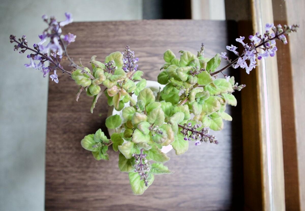 プレクトランサス エルンスティー Mana S Green 塊根植物販売 マナズグリーン