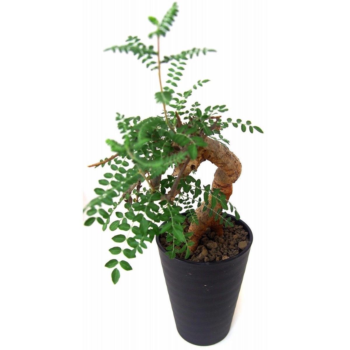 Boswellia neglecta ボスウェリア ネグレクタ | mana's green:...