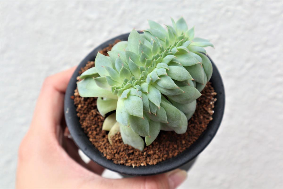 エケベリア セクンダ綴化 Mana S Green 塊根植物販売 マナズグリーン