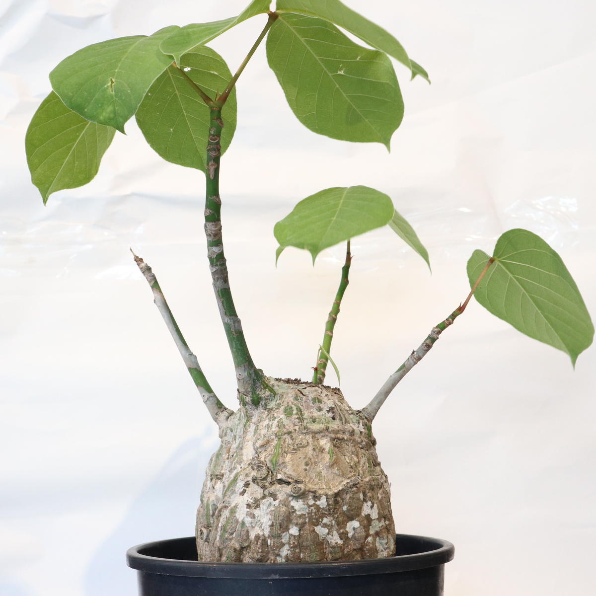 ボンバックス Mana S Green 塊根植物販売 マナズグリーン