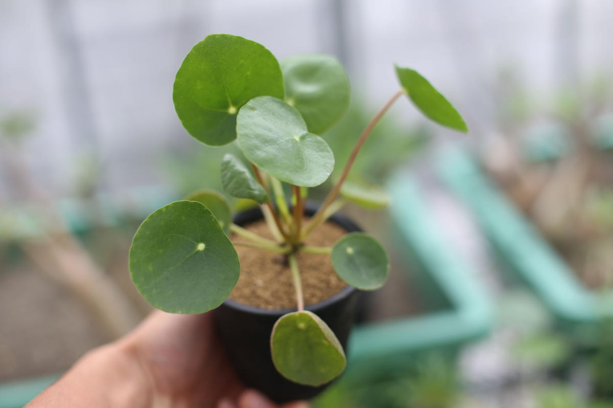 ピレア ペペロミオイデス Mana S Green 塊根植物販売 マナズグリーン