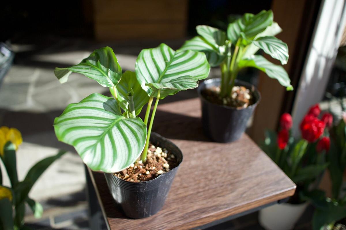 カラテア オリビフォリア Mana S Green 塊根植物販売 マナズグリーン