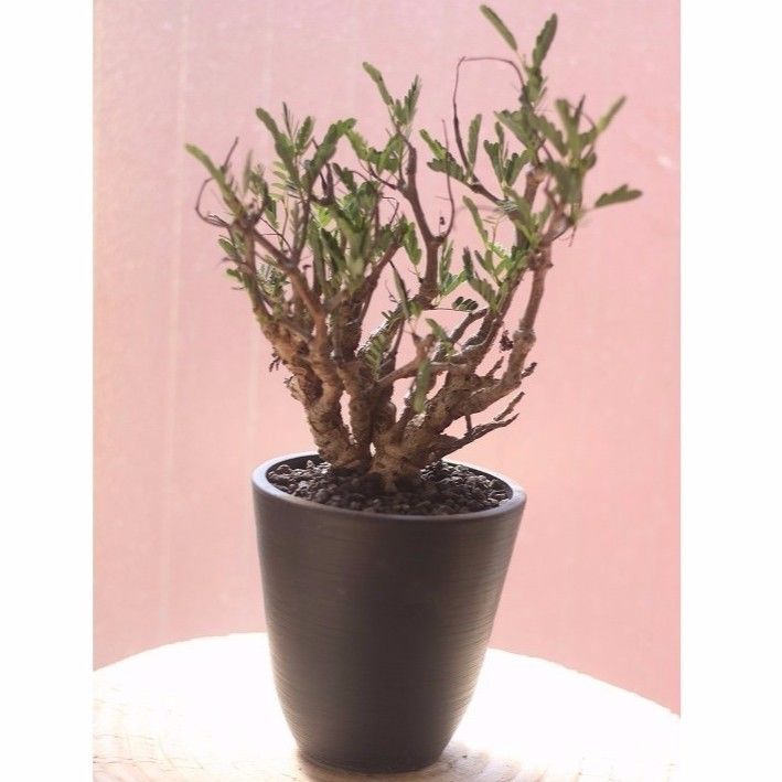 センナ メリディオナリス 形サイズ最高です Mana S Green 塊根植物販売 マナ