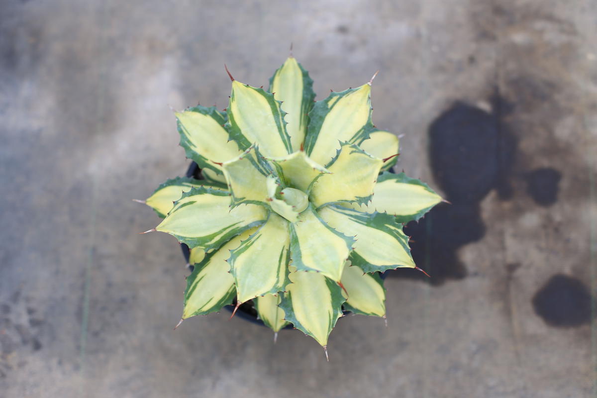 アガベ イシスメンシス錦 楊貴妃 | mana's green:塊根植物販売|マナズ