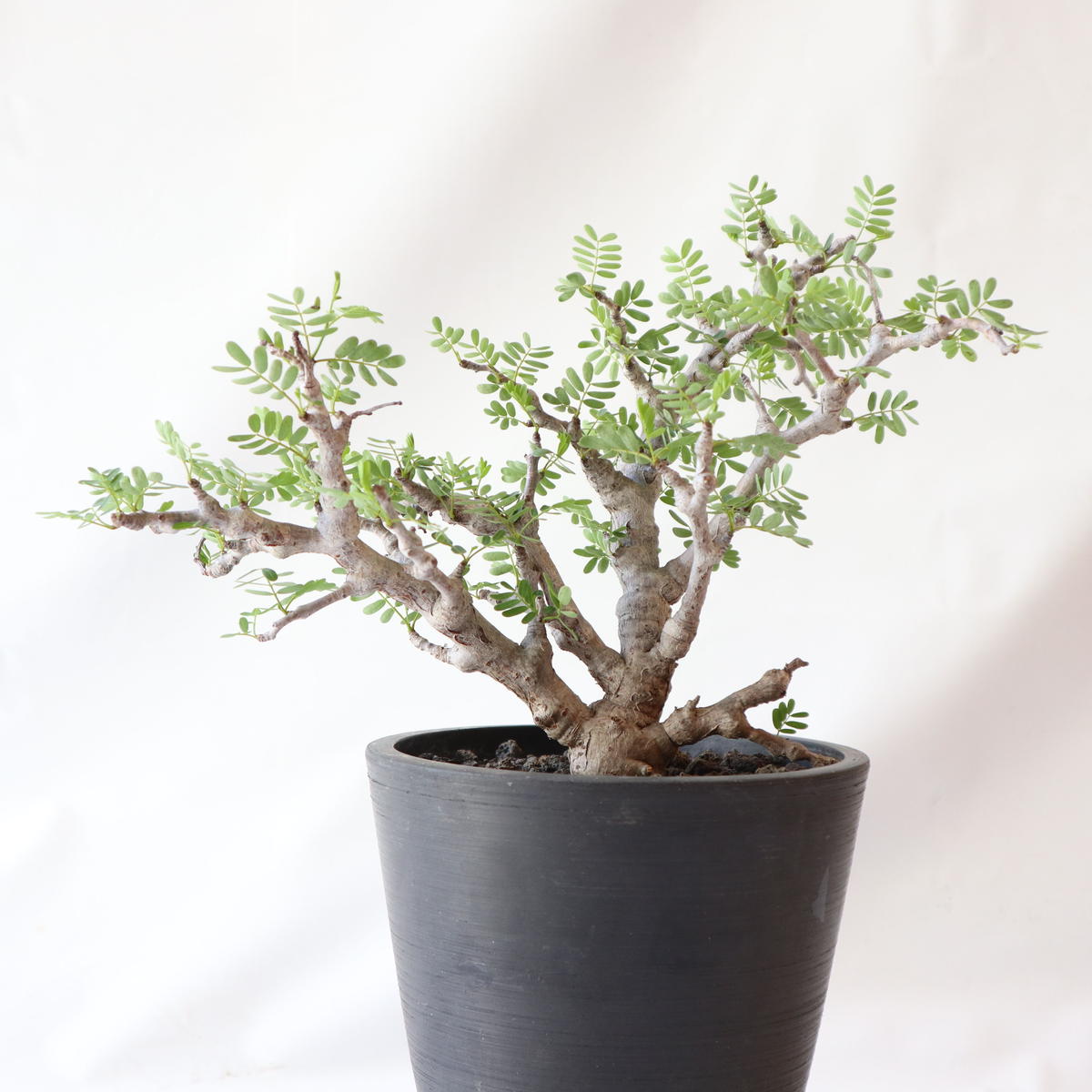 センナ メリディオナリス Mana S Green 塊根植物販売 マナズグリーン センナ メリディオナリス Mana S Green 塊根植物販売 マナズグリーン