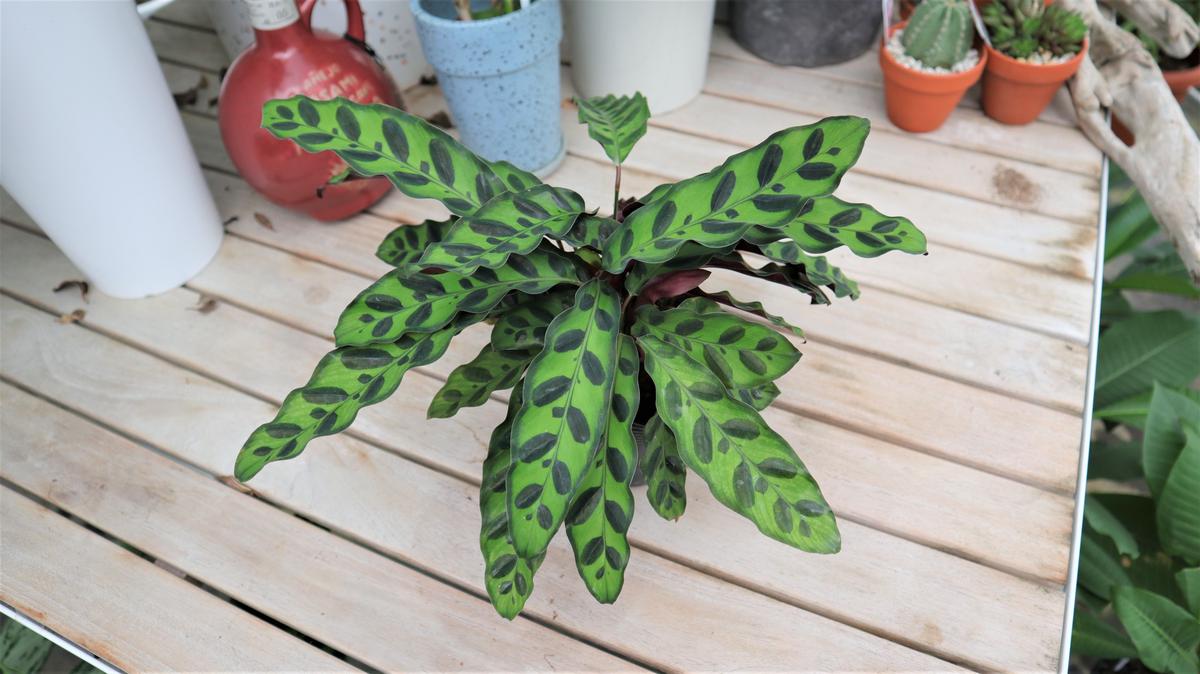 カラテア ランキフォリア Mana S Green 塊根植物販売 マナズグリーン