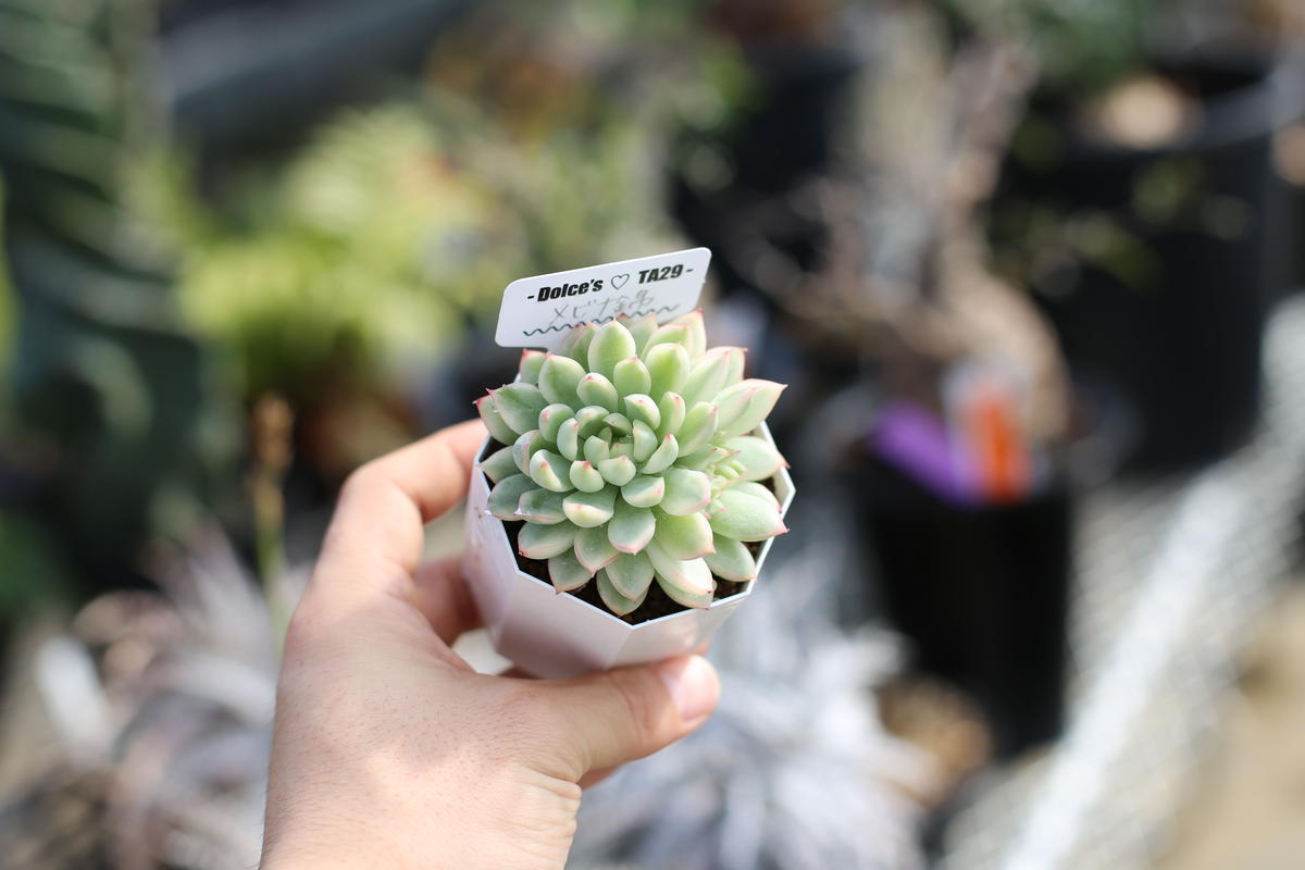 エケベリア メビナ錦 Mana S Green 塊根植物販売 マナズグリーン