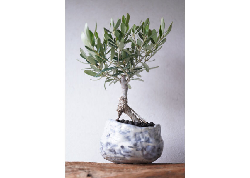 Olive Bonsai