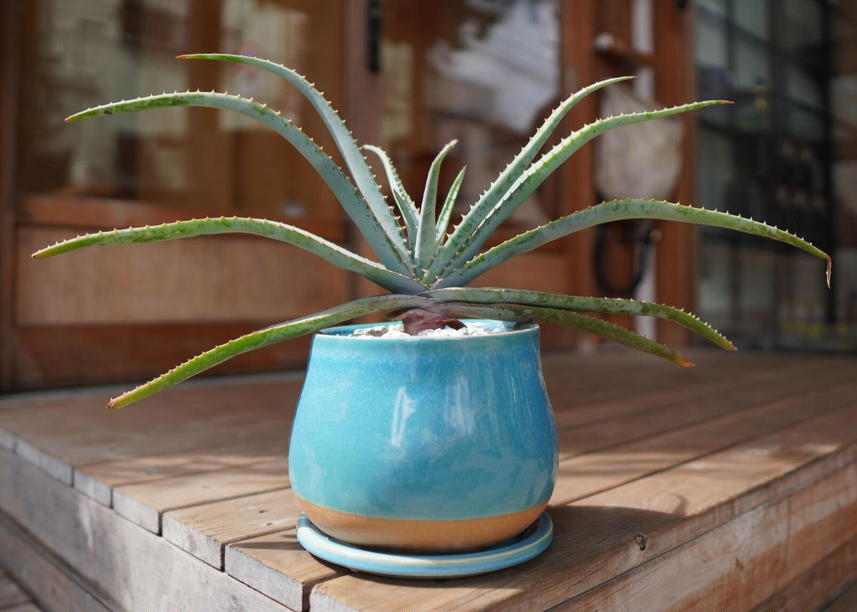 アロエ スプラフォリアータ Aloe Suprafoliata Mana S Green