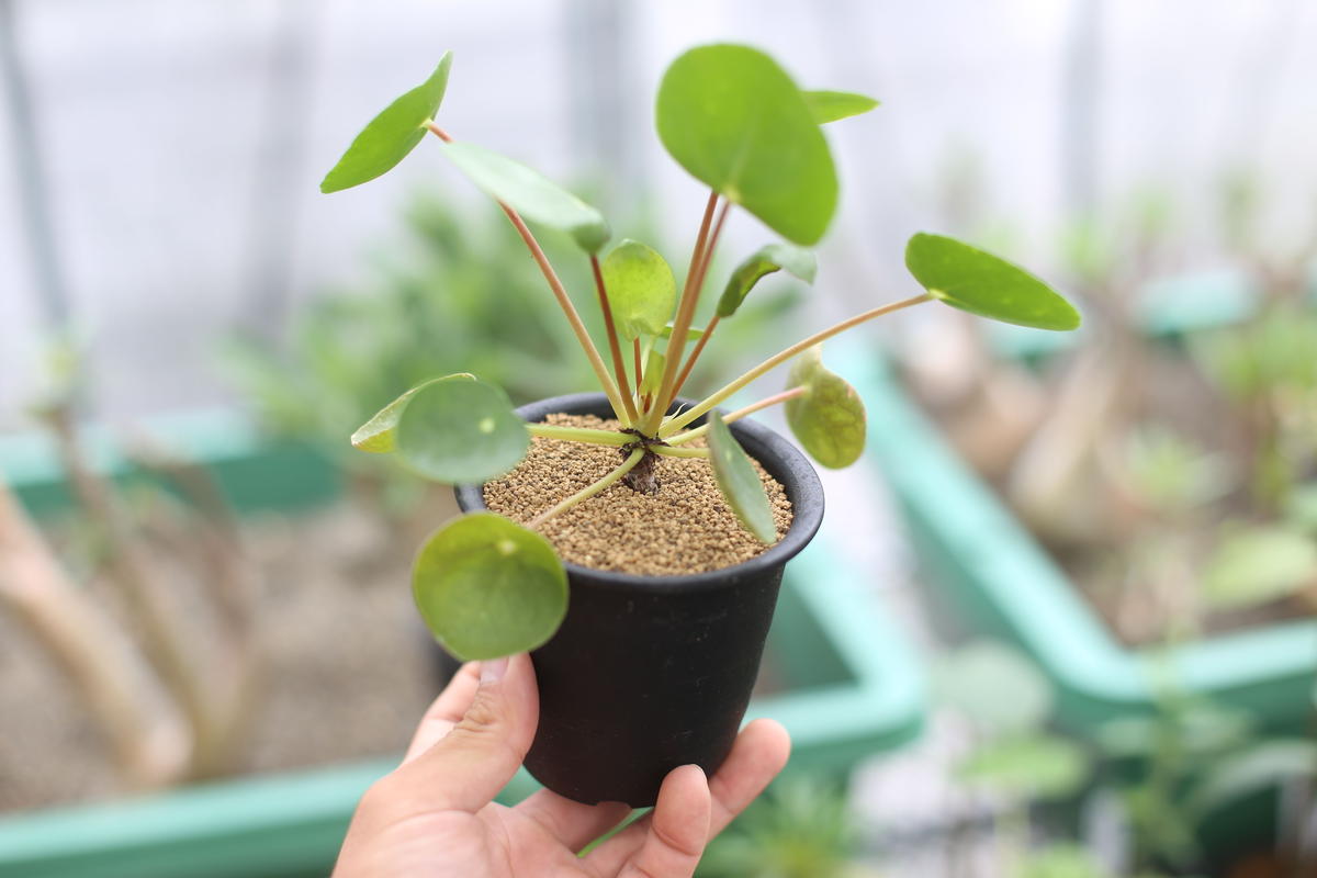 ピレア ペペロミオイデス Mana S Green 塊根植物販売 マナズグリーン