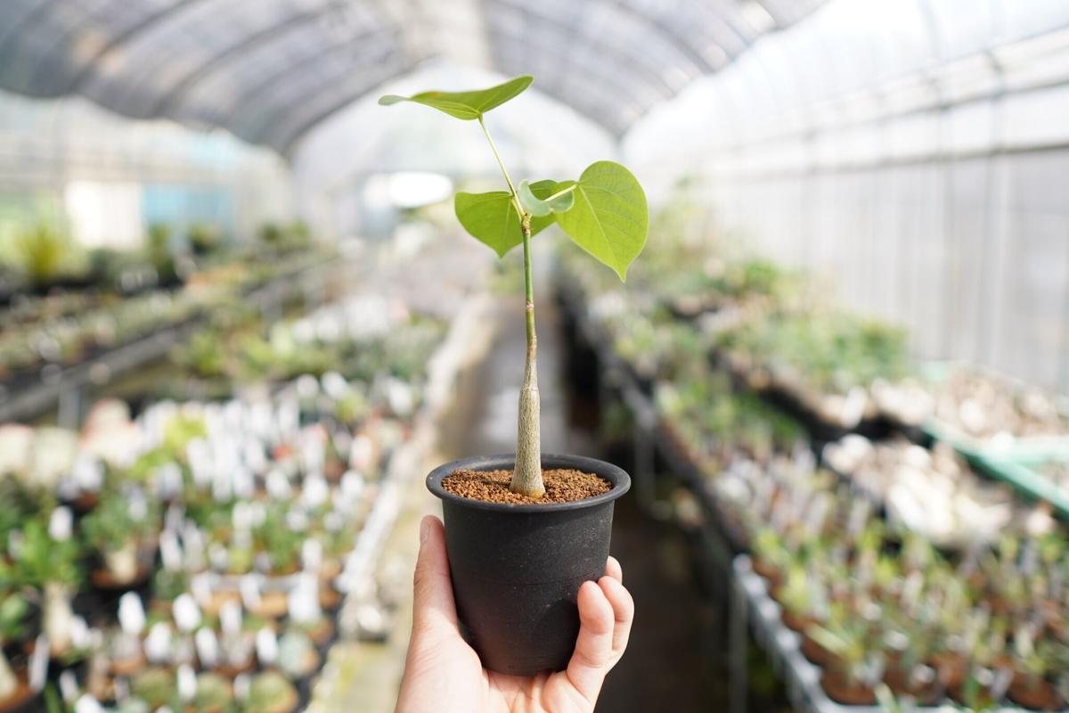 ボンバックス鉢ごと発送