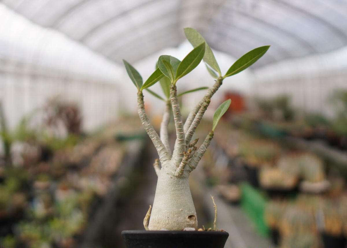 【極美タコ足/超極太/ドワーフ /塊根植物】アデニウム アラビカム ゴジ タコ足 美タコ足/極太/ドワーフ /塊根植物】アデニウム アラビカム ゴジ タコ