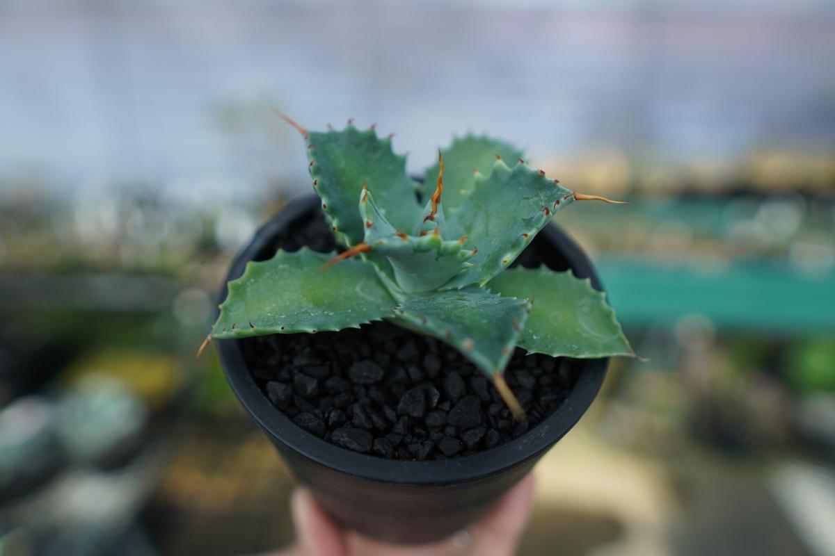 大注目 アガベ イシスメンシス 植物/観葉植物 - education.semel.ucla.edu