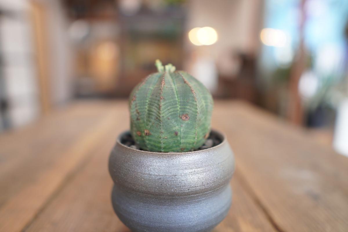 ユーフォルビア オベサ Euphorbia obesa | mana's green:塊根植物