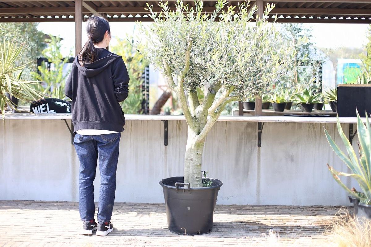 小豆島産国産オリーブ 2011年実生 | mana's green:塊根植物販売|マナズ