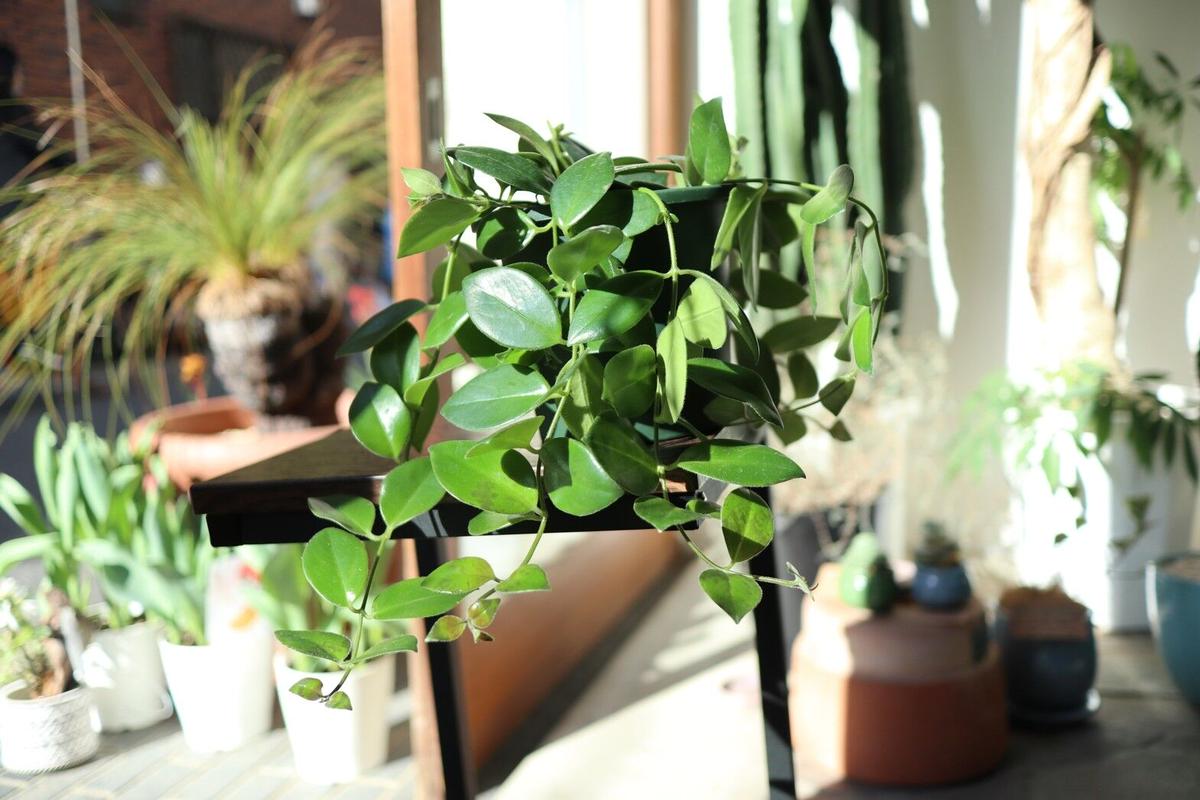 エスキナンサス モナリザ Mana S Green 塊根植物販売 マナズグリーン エスキナンサス モナリザ Mana S Green 塊根植物販売 マナズグリーン