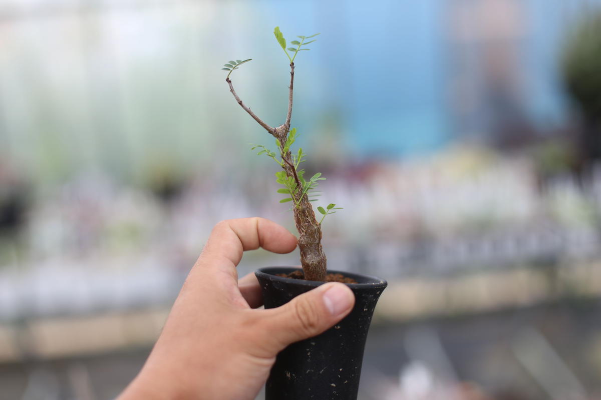 センナ メリディオナリス Mana S Green 塊根植物販売 マナズグリーン