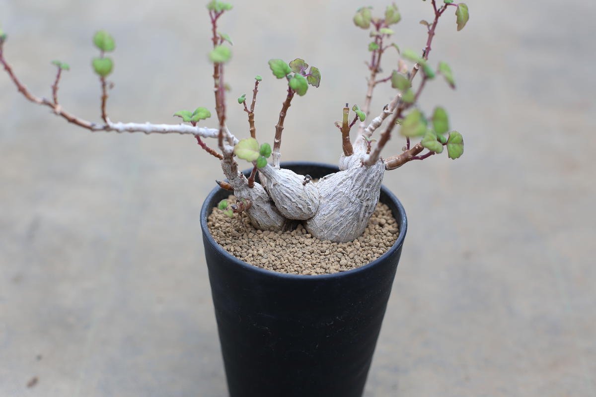 プレクトランサス エルンスティー Mana S Green 塊根植物販売 マナズグリーン