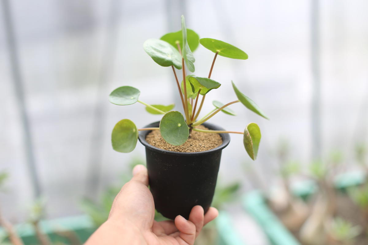 ピレア ペペロミオイデス Mana S Green 塊根植物販売 マナズグリーン