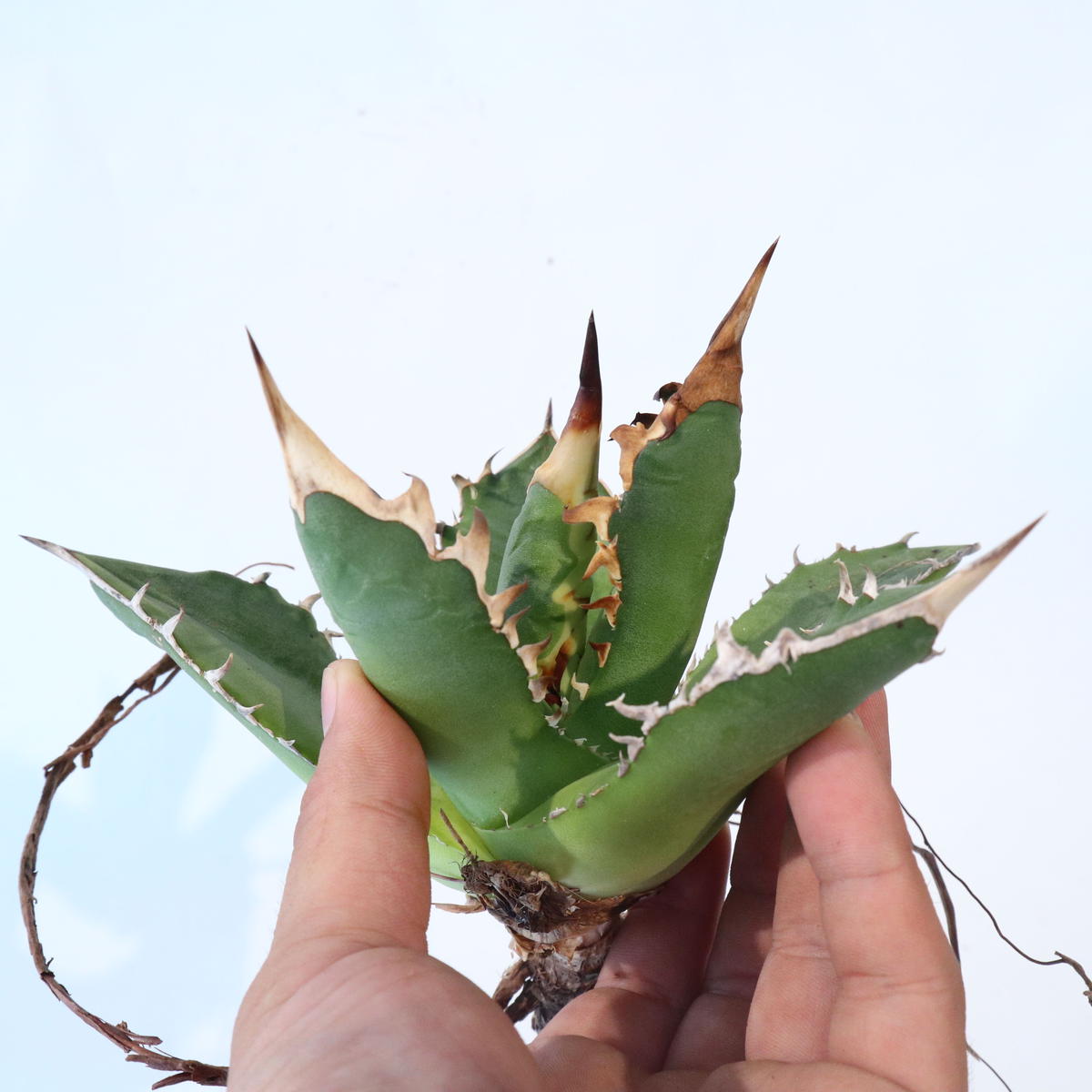 Agave titanota 'FO76 teeth on back of leaf clo...