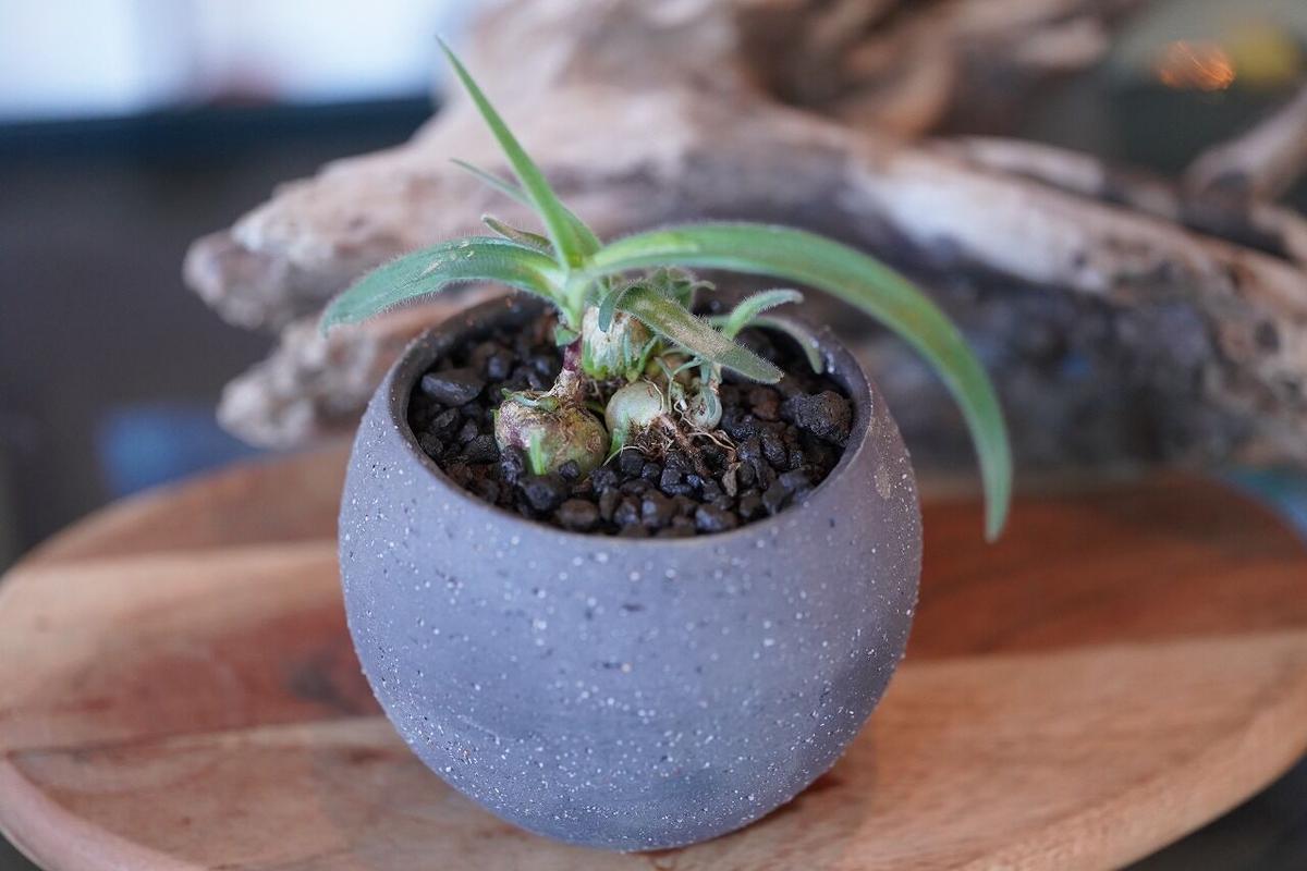 Ornithogalum Hispidum Mana S Green 塊根植物販売 マナズ