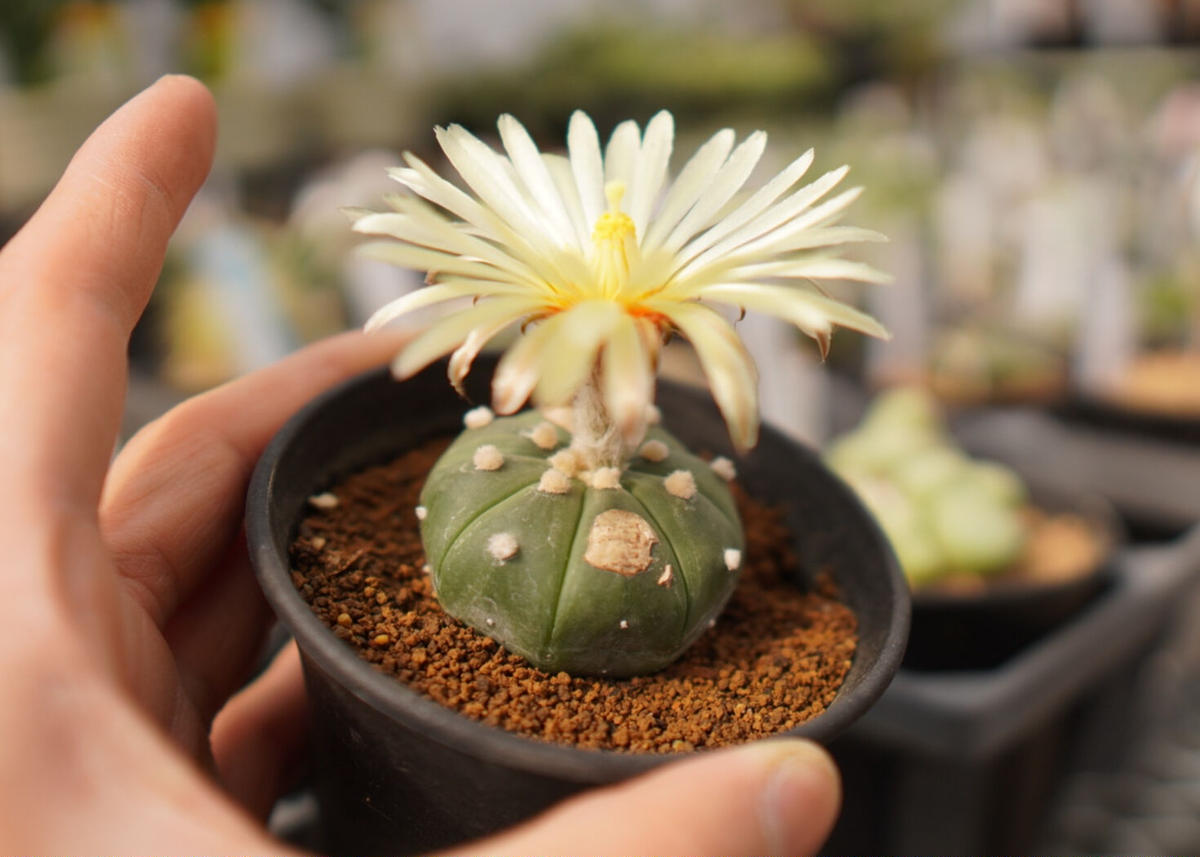 アストロフィツム 瑠璃兜 Mana S Green 塊根植物販売 マナズグリーン アストロフィツム 瑠璃兜 Mana S Green 塊根植物販売 マナズグリーン