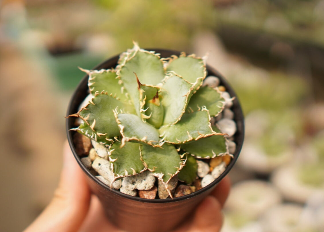 定期入れの アガベ チタノタ B Titanota Agave ダブルヘッド フィリグリー 植物 観葉植物