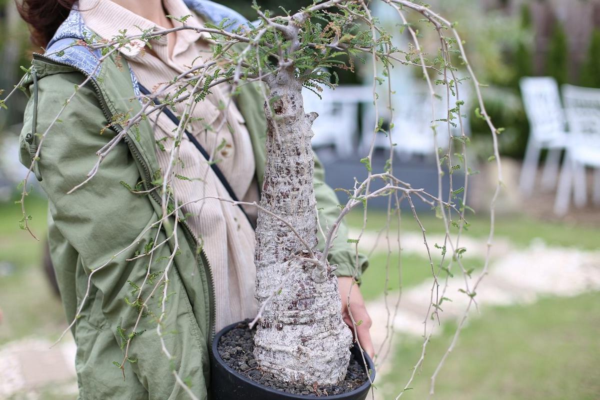 オペルクリカリア ヒファエノイデス Mana S Green 塊根植物販売 マナズグリーン