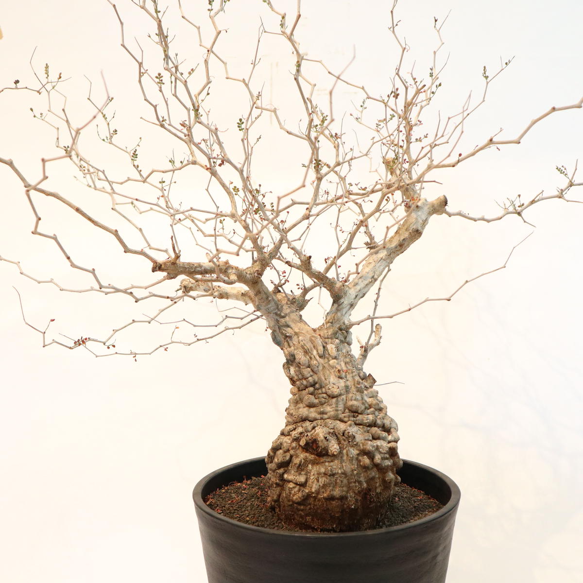 入荷中 早い者勝ち！ 59、52 パワータンク パキプス オペルクリカリア