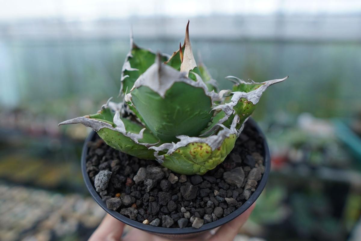 お試し価格！】 チタノタ ゴジラ GODZILLA 子株 オマケ付き 植物/観葉