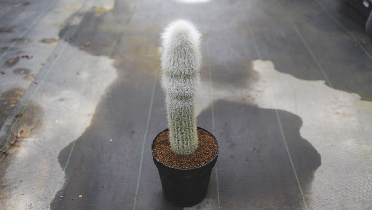 サボテン 白閃 Mana S Green 塊根植物販売 マナズグリーン