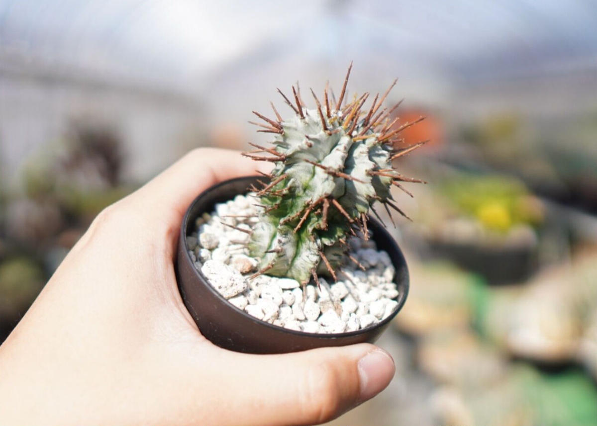 ユーフォルビアホリダ群生強棘