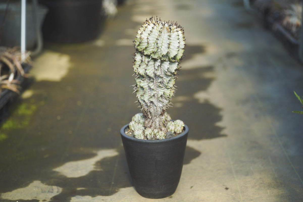 ユーフォルビア ゼブラホリダ Mana S Green 塊根植物販売 マナズグリーン