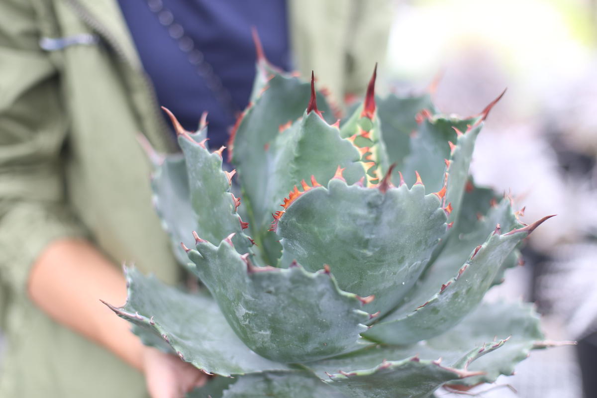 高質 Agave isthmensis ハイブリッド parrasana ✕ 植物/観葉植物