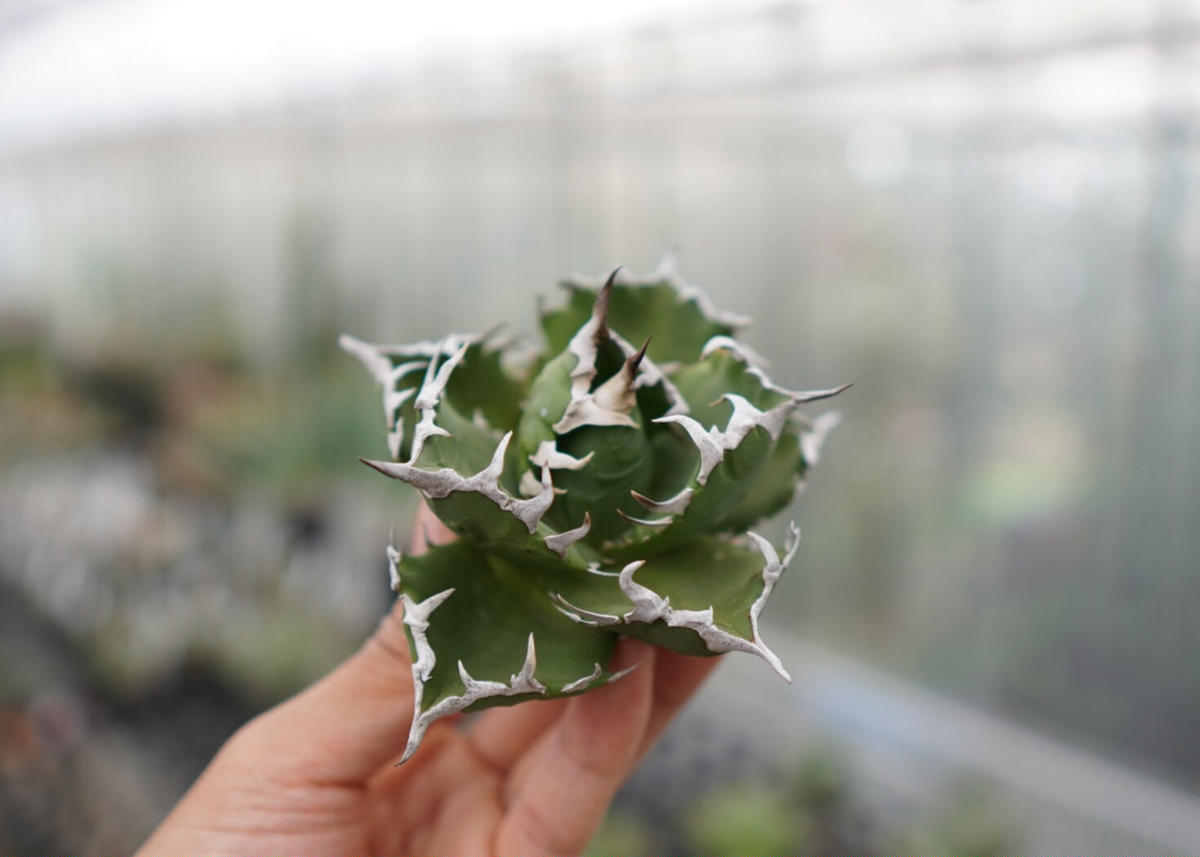 Agave titanota Crab 螃蟹 NO.4 | mana's green:塊根 Agave titanota Crab 螃蟹 NO.4 | mana's green:塊根
