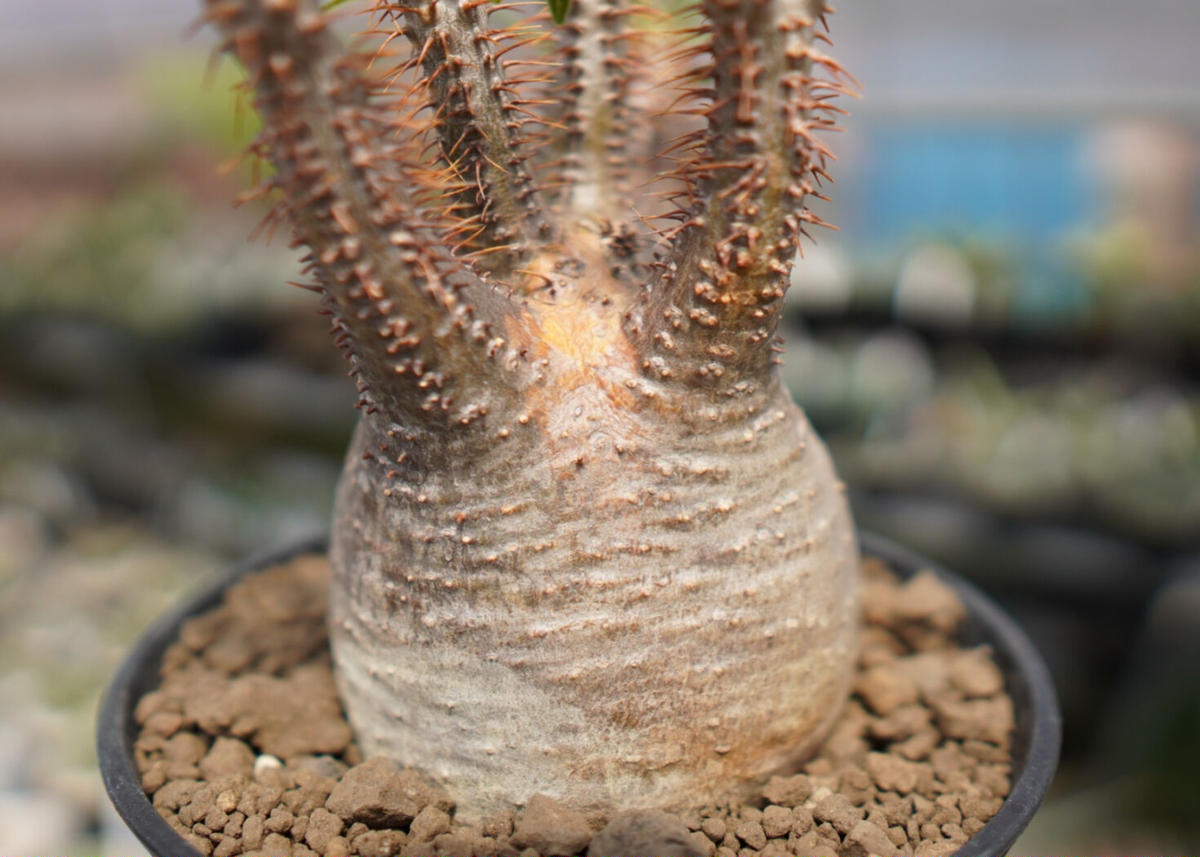 国内実生株 パキポディウム ウィンゾリー実生 24(グラキリス パキプス