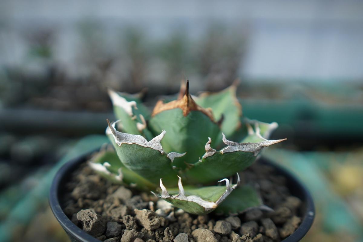 アガベ チタノタ 鬼爪雪峰 Agave titanota “Onitsume Yukimin...