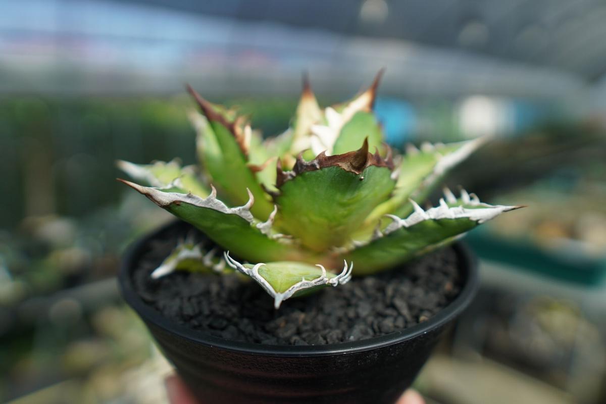 アガベ チタノタ グリーンキャットウィーズル フランス産