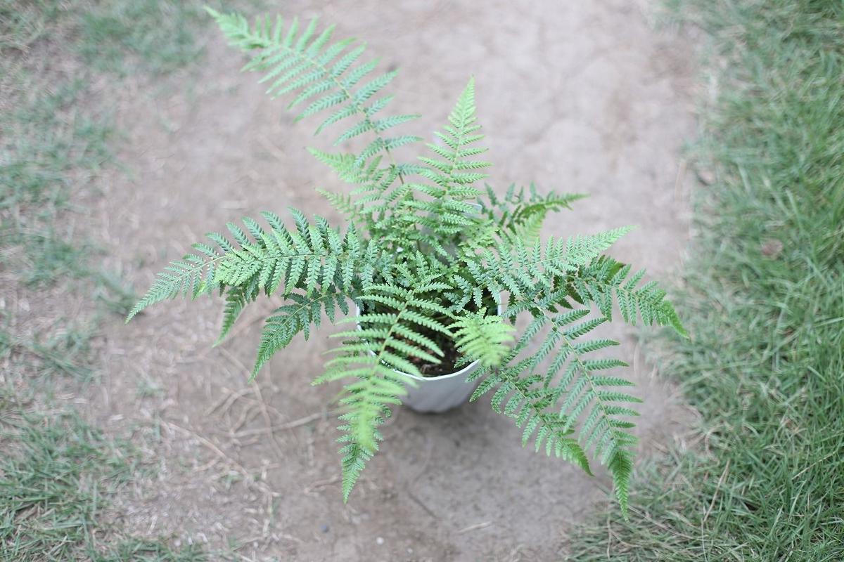 お1人様1点限り 最終特価 ディクソニア アンタルクティカ 植物 観葉植物 Zuraffa Beer